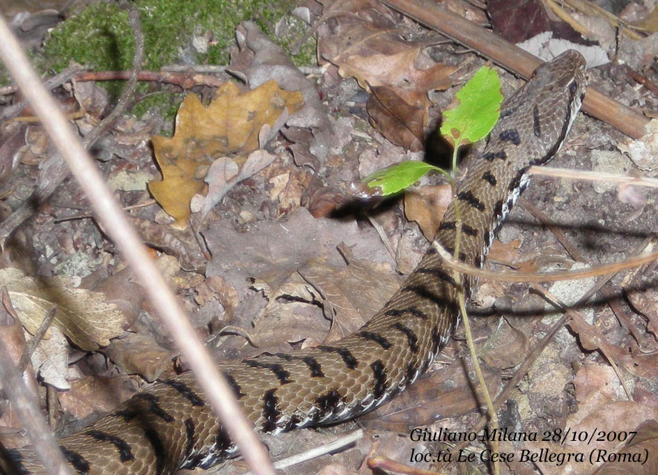 Vipera aspis - Provincia di Roma